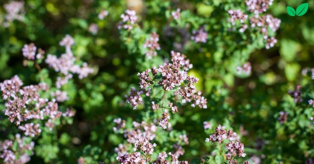 marjoram