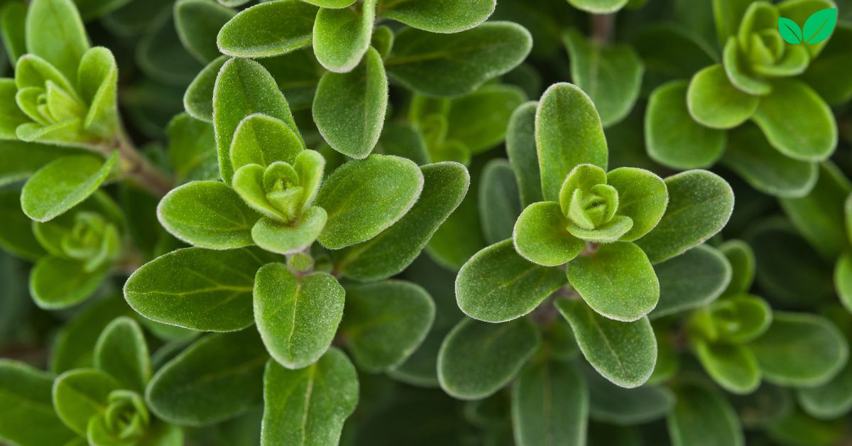 marjoram