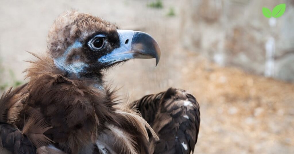 monk vulture