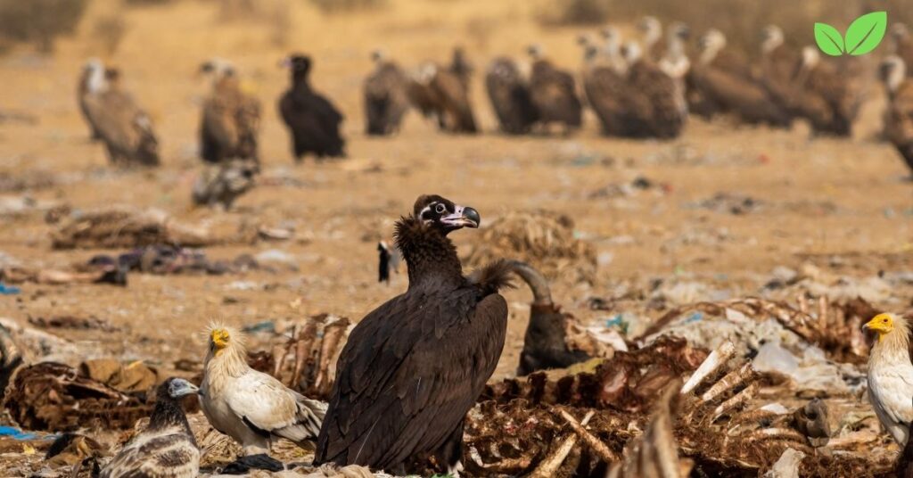 monk vulture