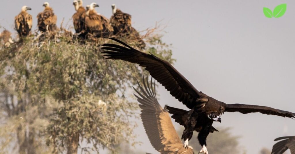 monk vulture