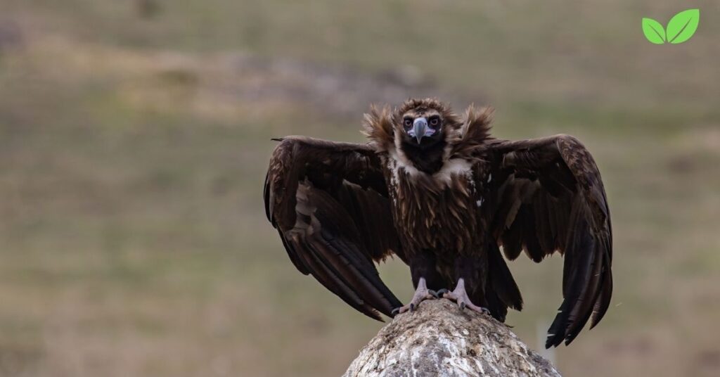 monk vulture