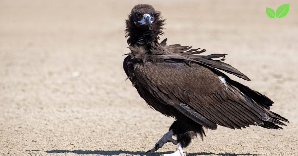 monk vulture