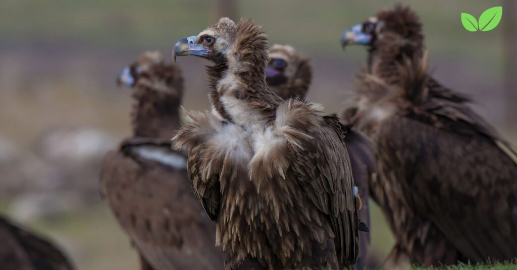 monk vulture