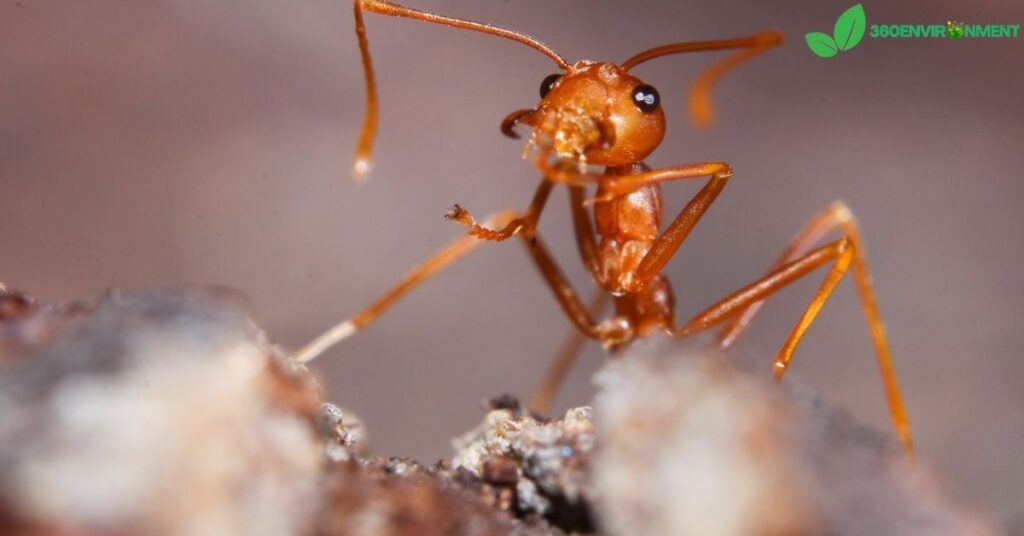 most common ants in arkansas