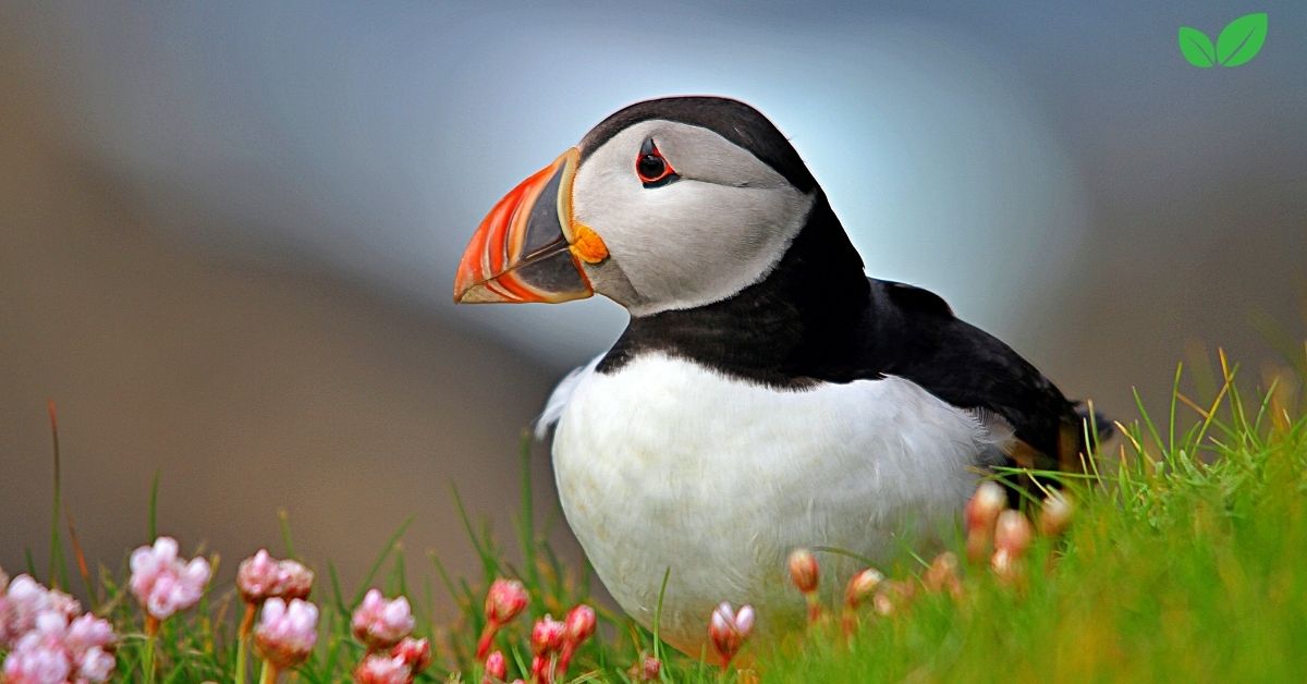 puffins