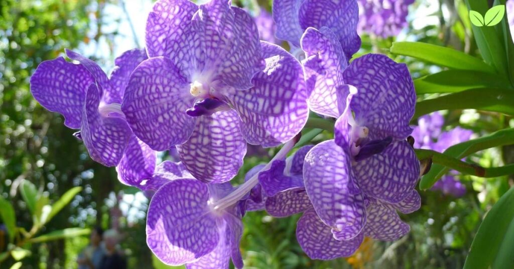 purple orchids