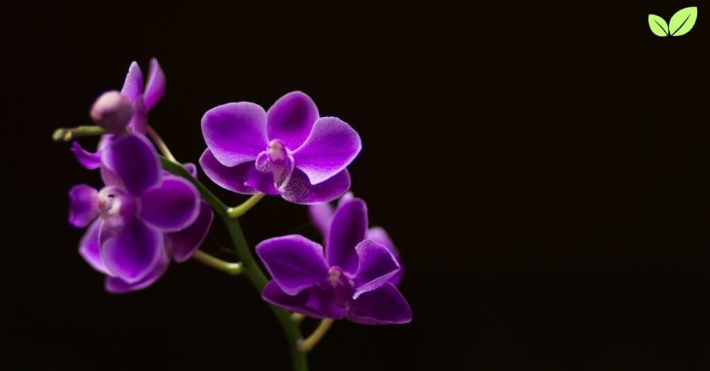 purple orchids