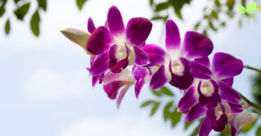 purple orchids