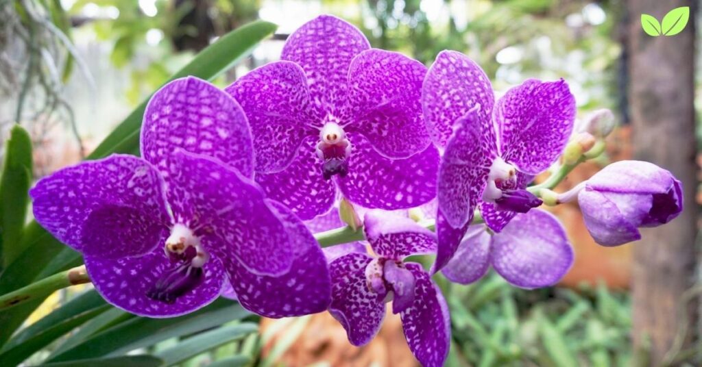 purple orchids