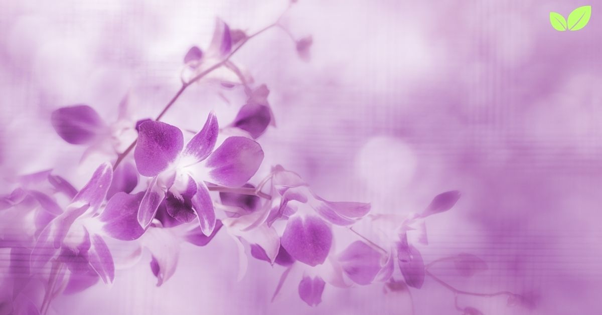 purple orchids