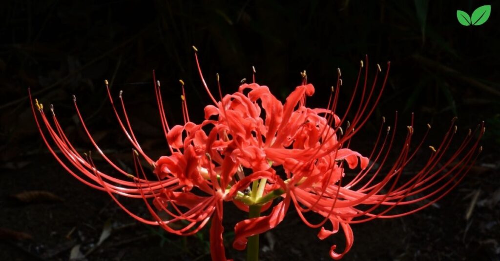 radiata lycoris