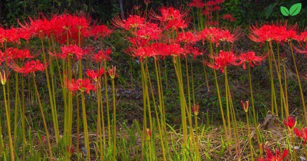 radiata lycoris