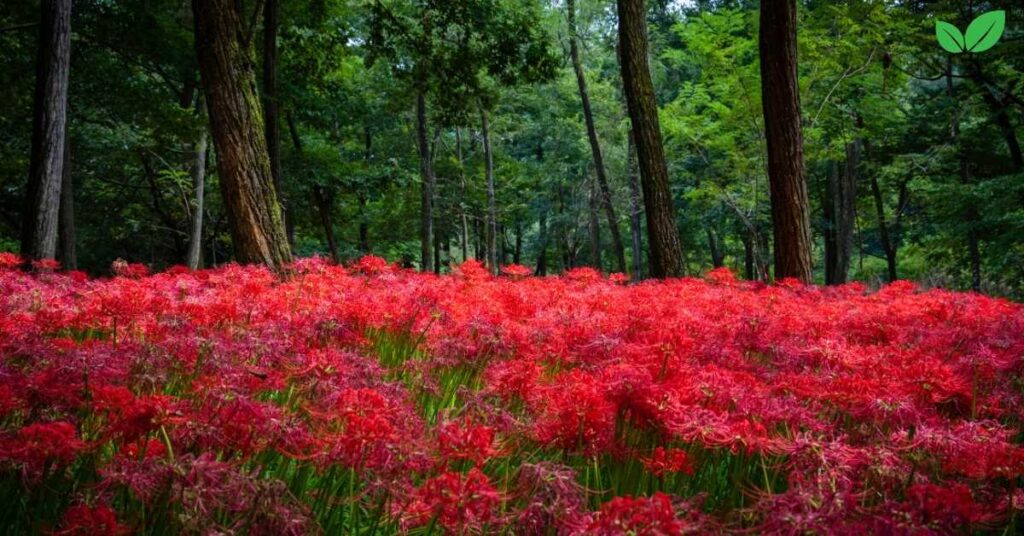 radiata lycoris