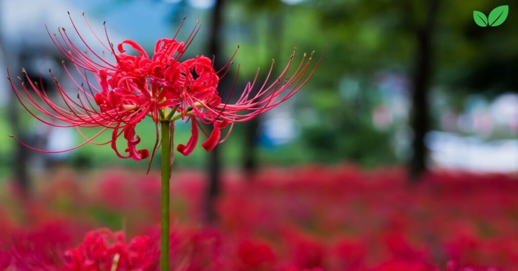 radiata lycoris