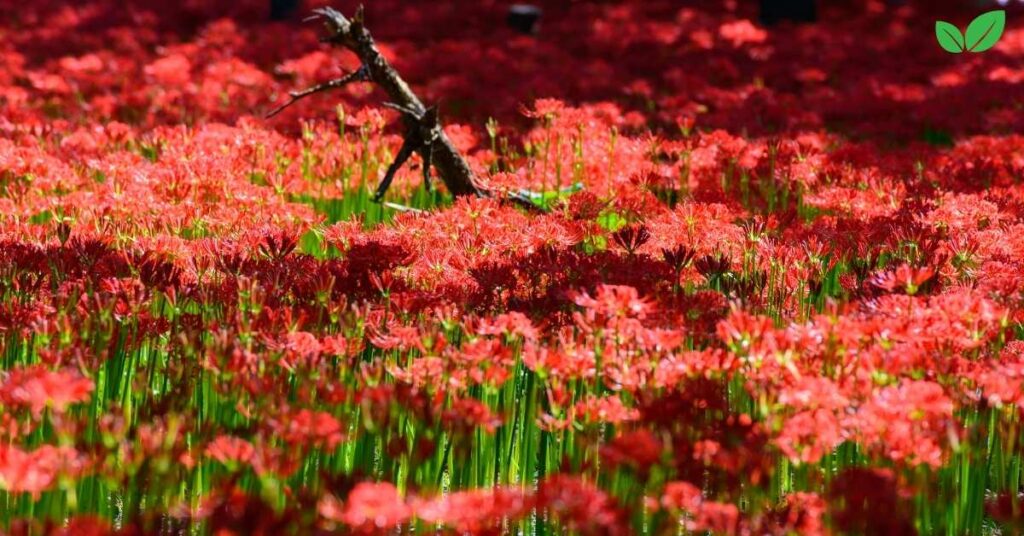 radiata lycoris