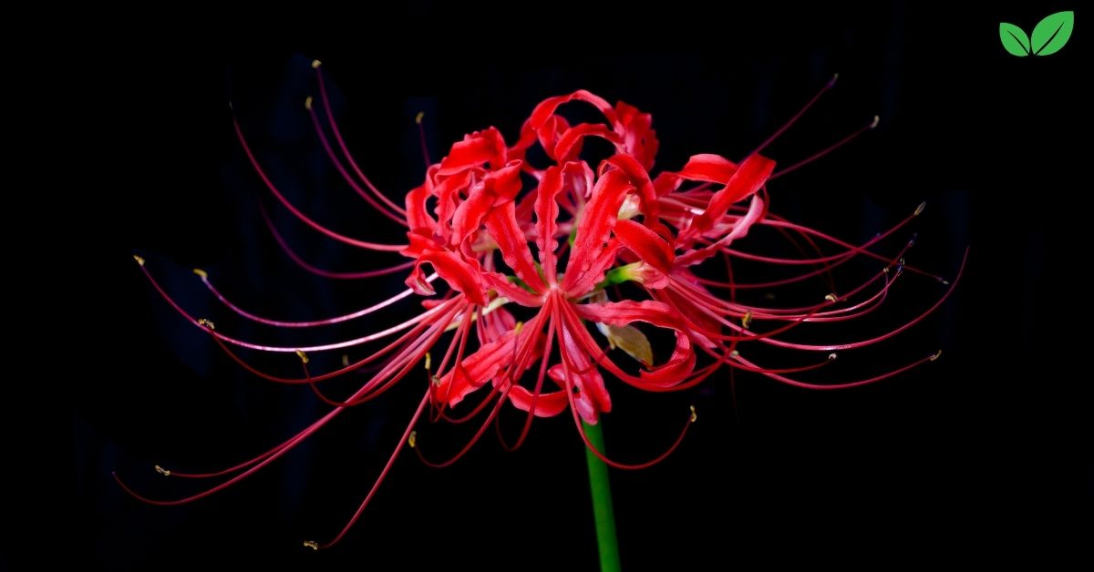 radiata lycoris