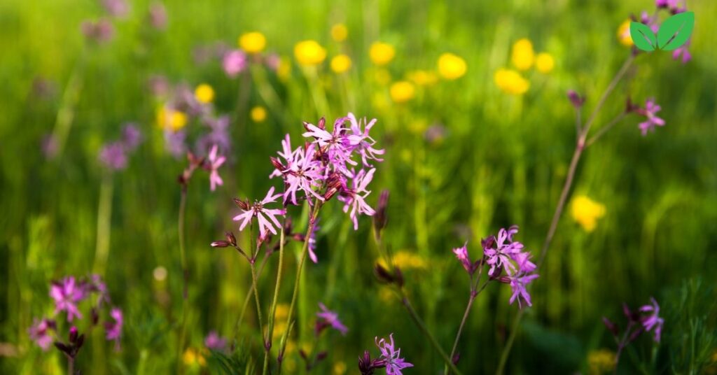 ragged robin plant