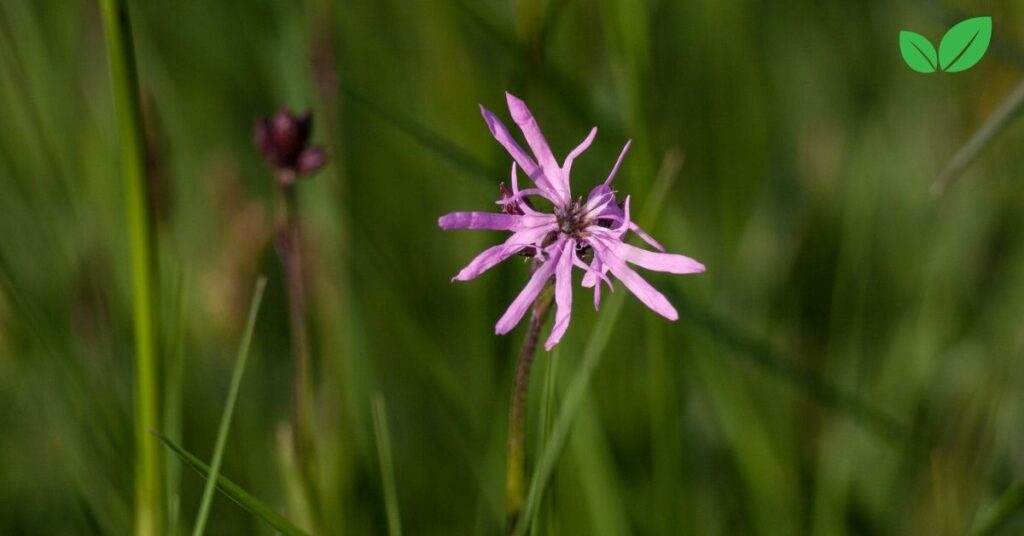 ragged robin