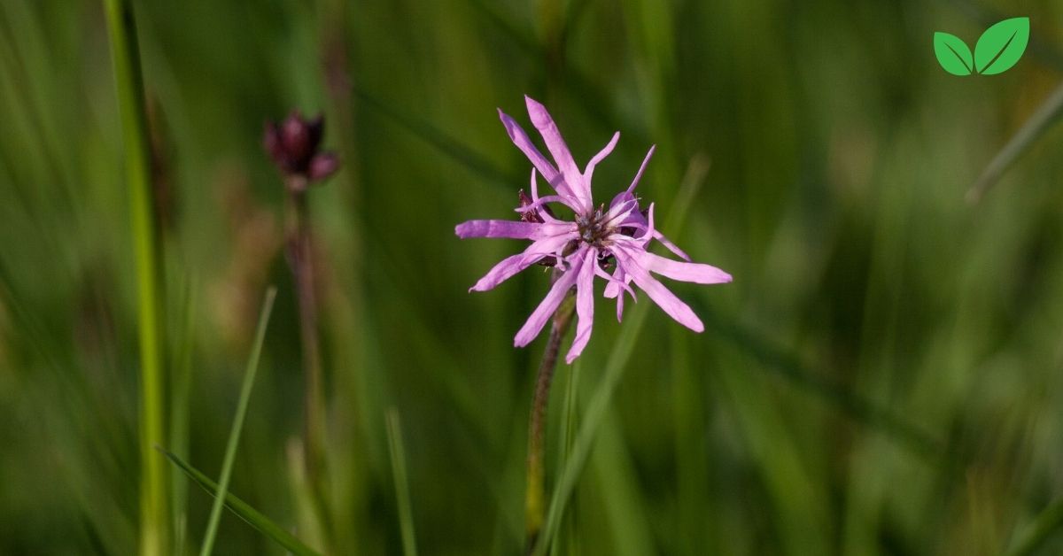 ragged robin