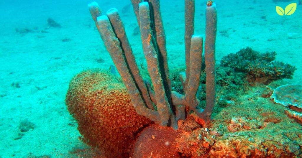 sea sponge