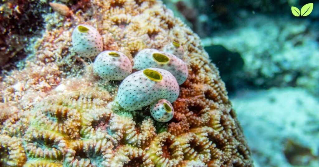 Sea Sponges: Exploring Their Environmental Niche and Ecological Importance