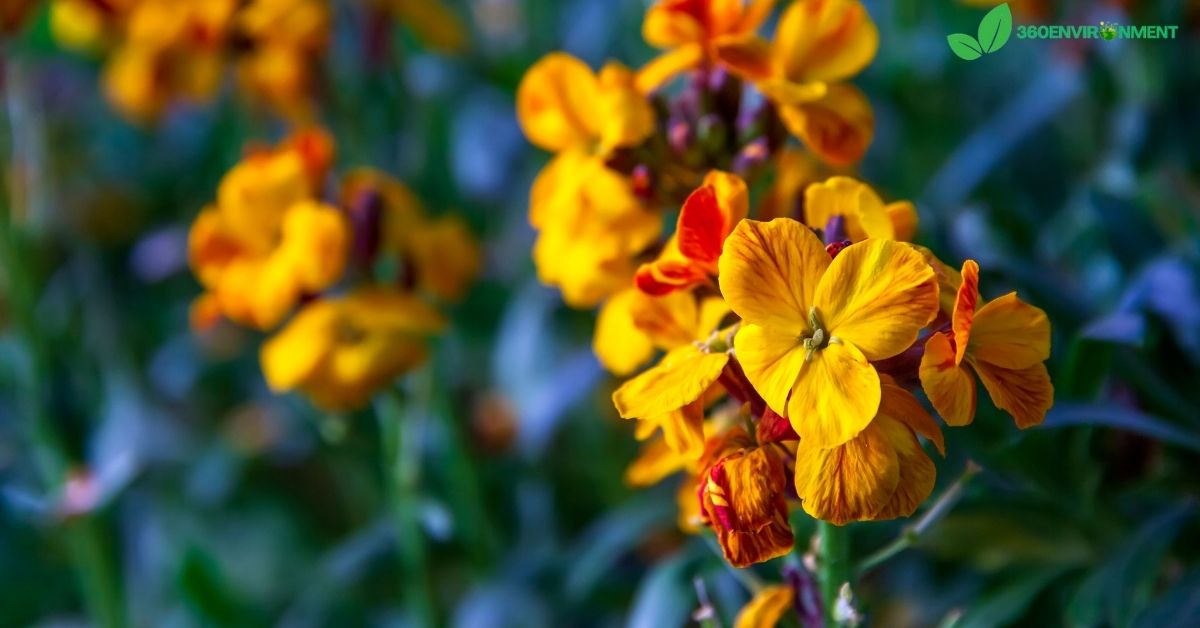 siberian wallflower