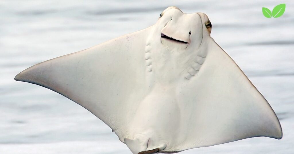 stingrays found in boston