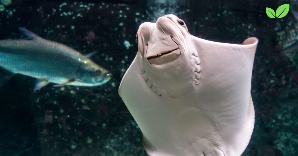 stingrays found in boston