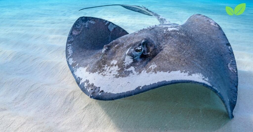 stingrays found in boston