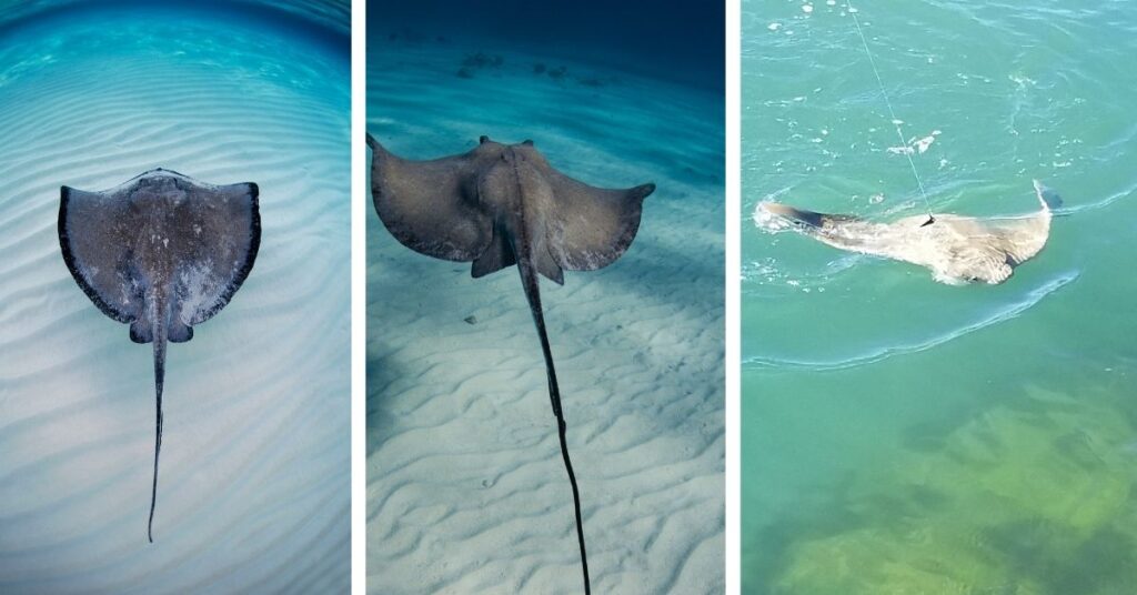 stingrays found in boston