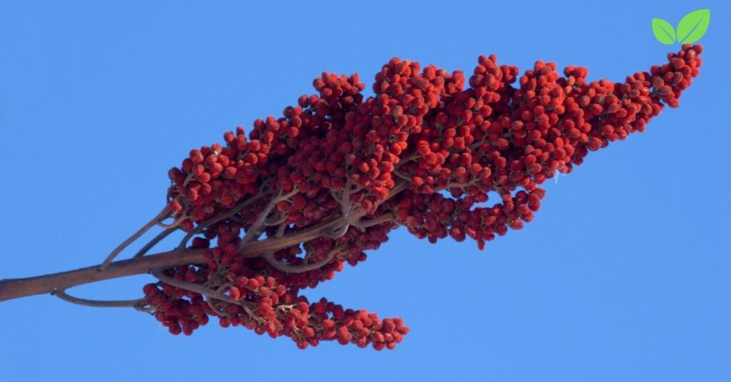 sumac tree