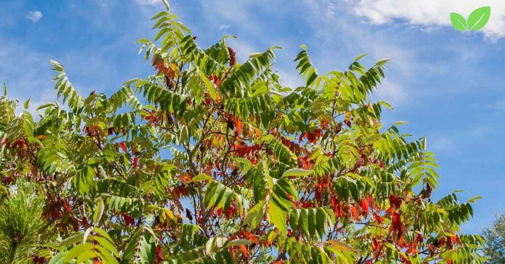 sumac tree