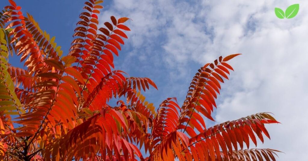 sumac tree