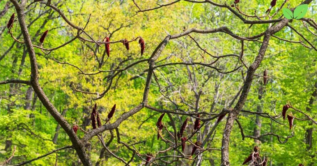 sumac tree