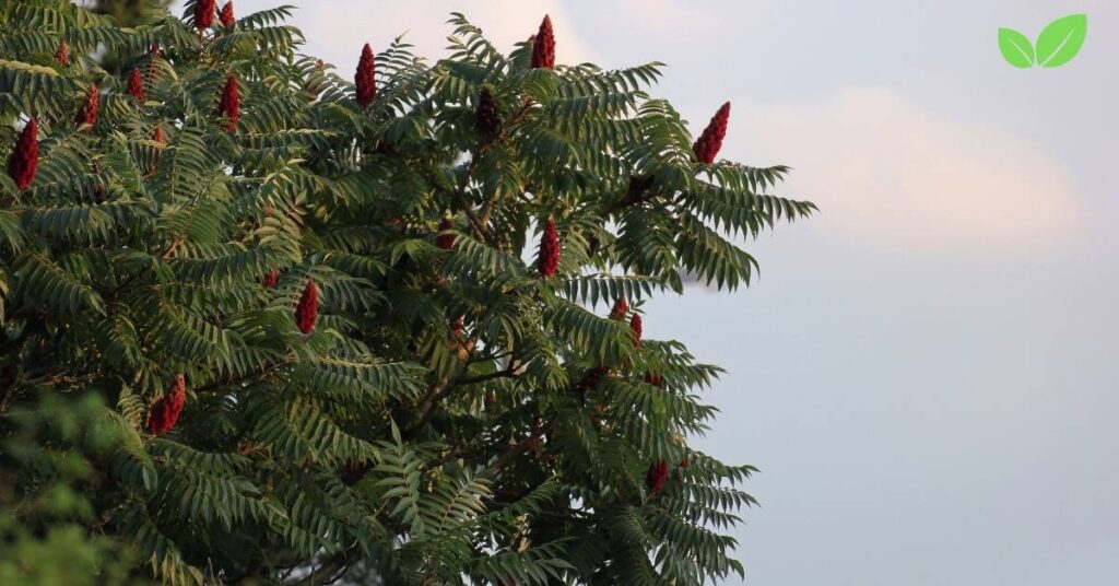 sumac tree