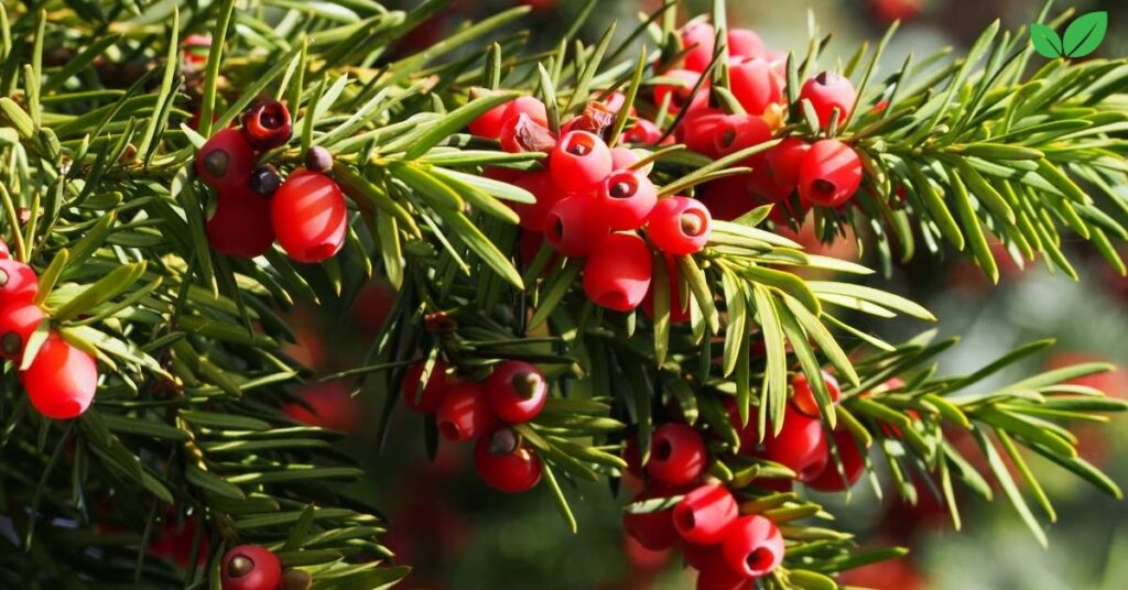 taxus plants