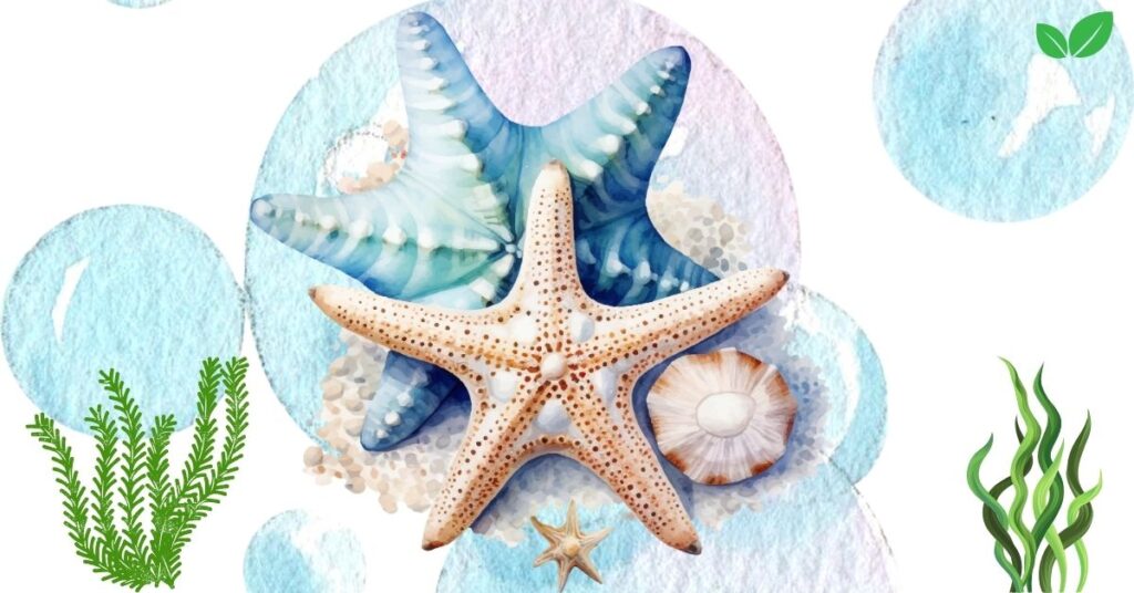 star fish