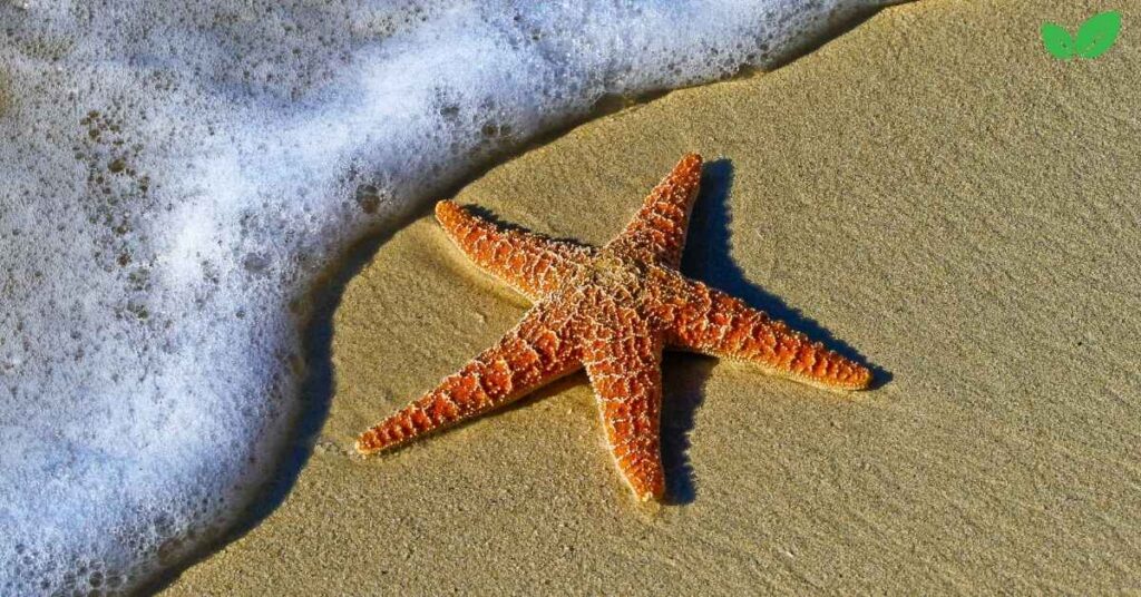 star fish