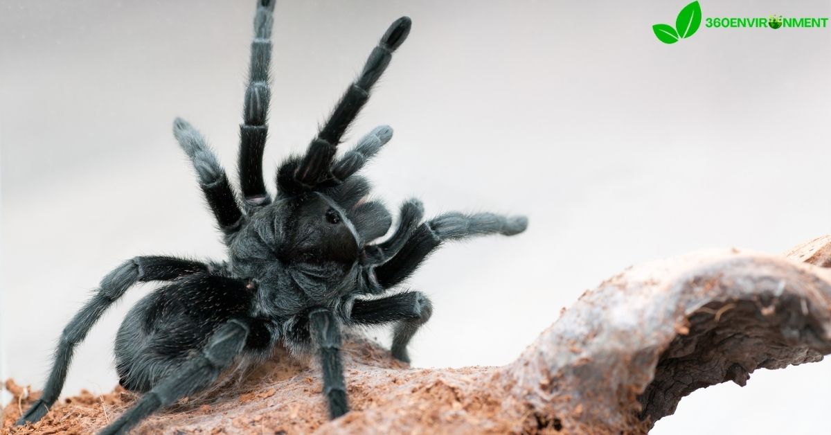 grammostola pulchra