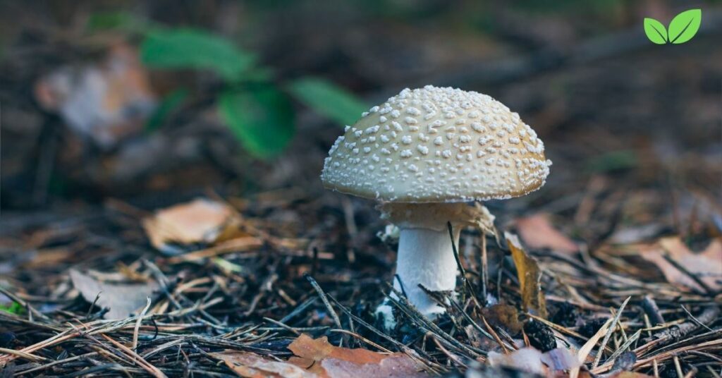 white mushrooms south carolina