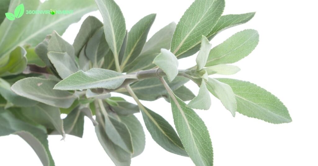 white sage