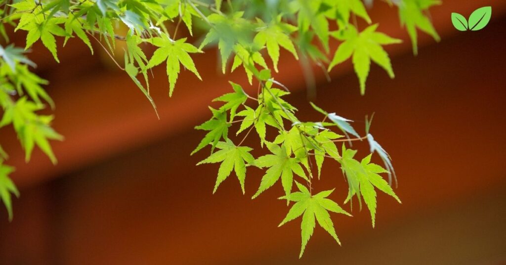 green japanese maple