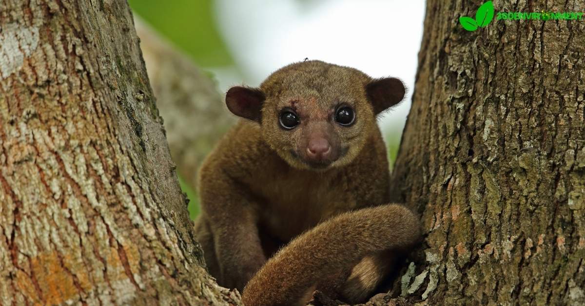 kinkajou pet