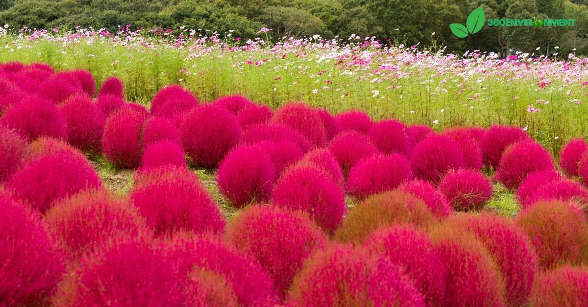 kochia flower