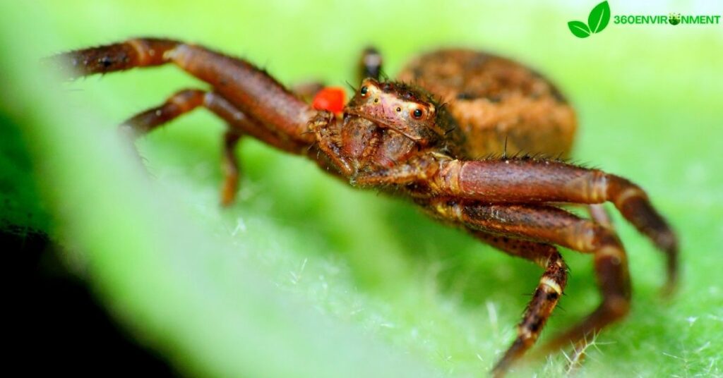 spider that looks like a crab