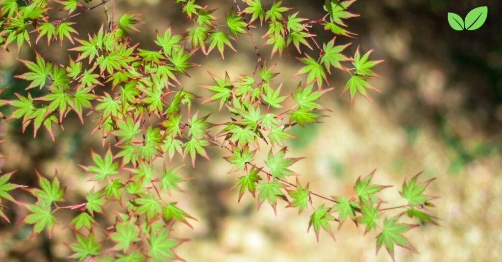 green japanese maple