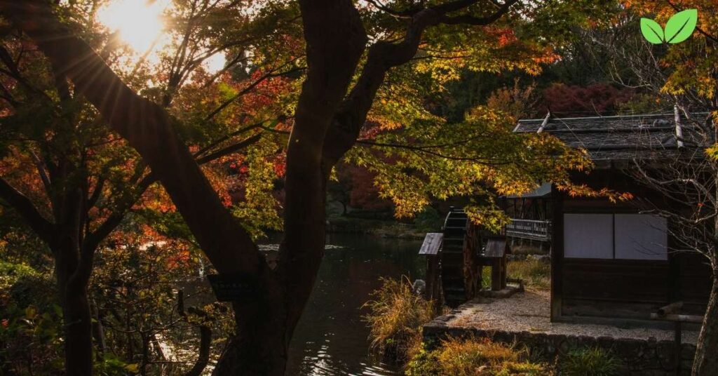 green japanese maple