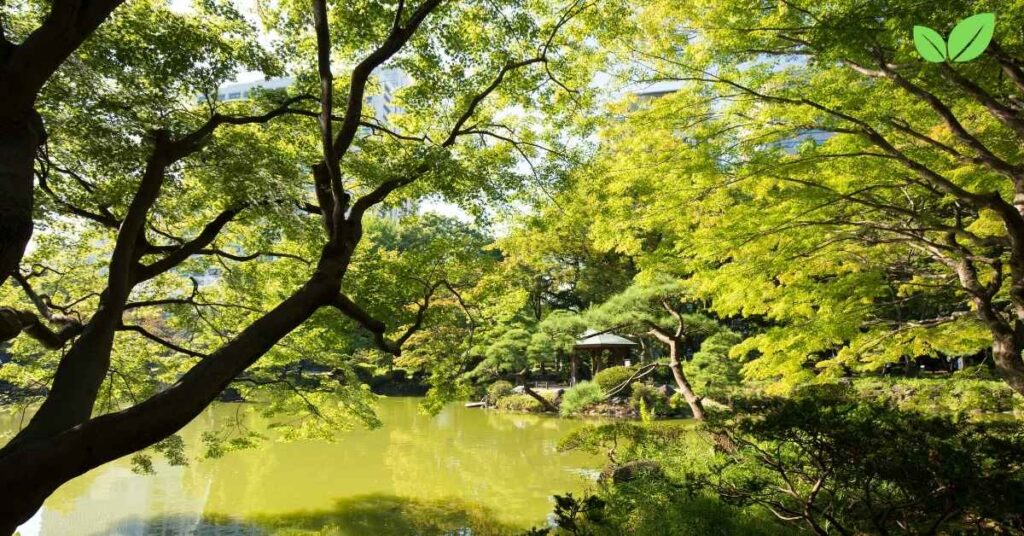 green japanese maple