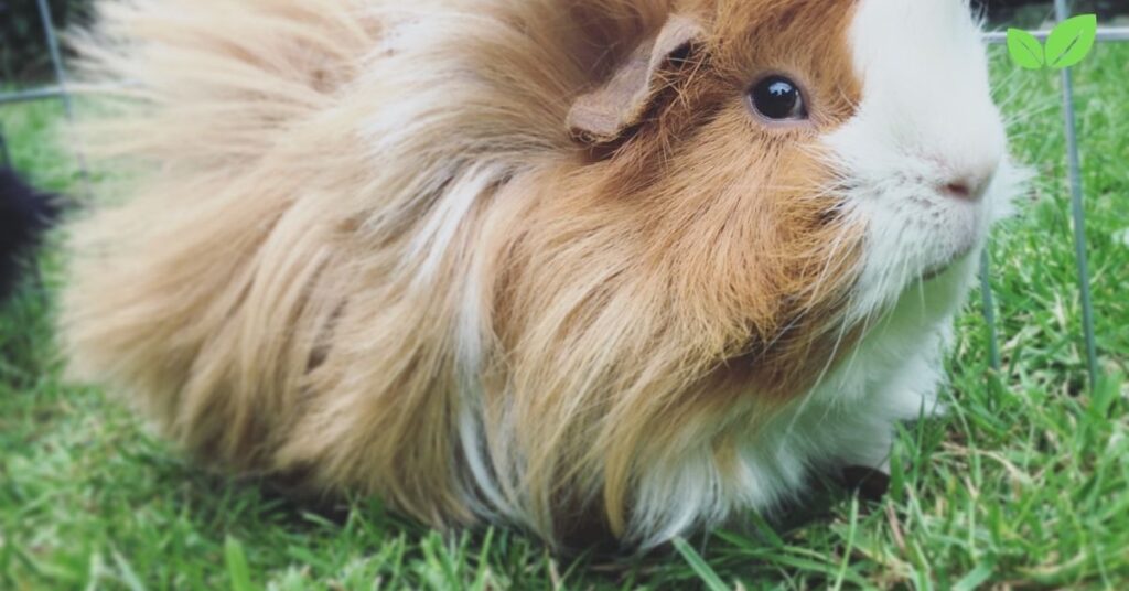 what reasons are there to shave a guinea pig